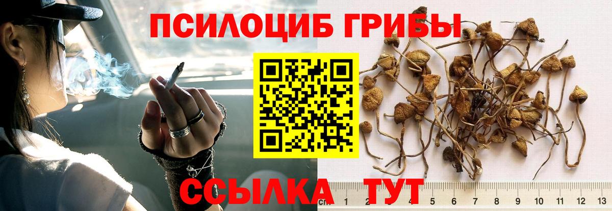 Шебекино  Галлюциногенные грибы Psilocybine cubensis  Вход с VPN 